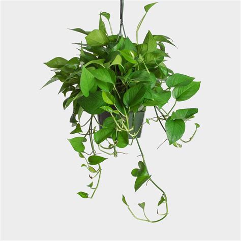 Save with one of our top 1800 flowers coupons for july 2021: Pothos | Red Square Flowers
