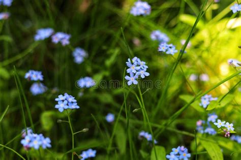 Blue Forget Me Not Flowers Myosotis Sylvatica Stock Image Image Of