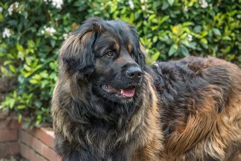 15 Unique Large Dog Breeds With Long Hair With Pictures Bela Pets