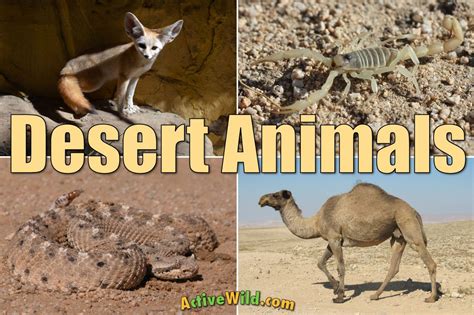 Desert Animals For Kids: List With Pictures & Facts. Desert Adaptations | Desert animals, Desert ...