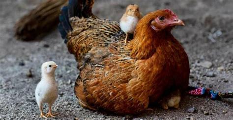 Tahapan Daur Hidup Ayam Dan Penjelasannya Lengkap Sudut Pintar