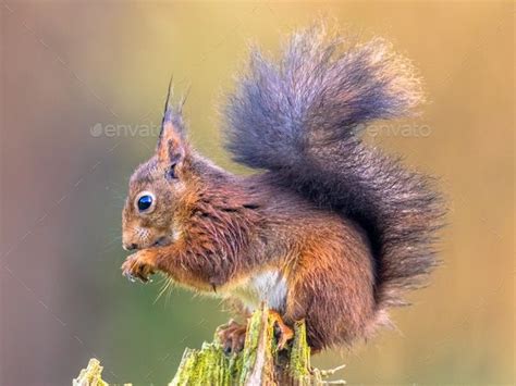 Red squirrel eating rom forelegs | Red squirrel, Squirrel ...