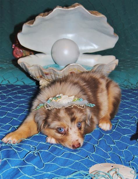 Being able to unfocus your eyes is perhaps something most people would assume everyone has the ability to do. Shamrock Rose Aussies - UPDATE!! WE HAVE PUPPIES!!! Born 5 ...