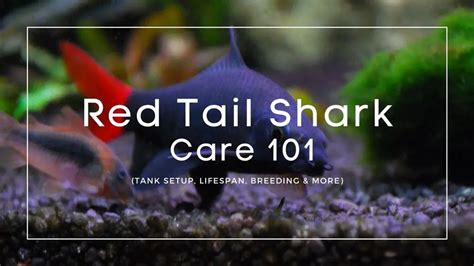 Red Tail Shark Complete Care Guide Is This Fish Right For Your Tank