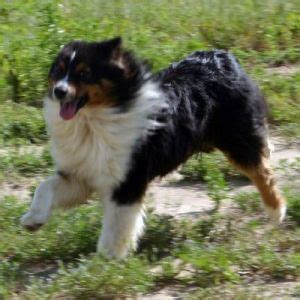 Find australian shepherd puppies in canada | visit kijiji classifieds to buy, sell, or trade almost anything! MALES | Australian Shepherd Puppies Colorado
