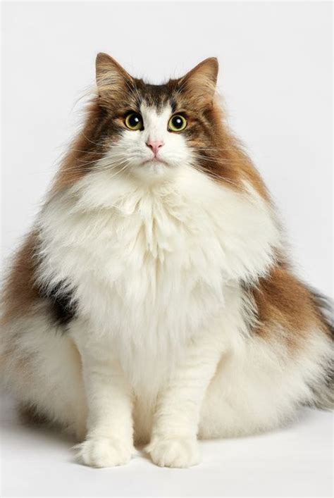 A List Of The Most Beautiful Large Cat Breeds Large Cat Breeds