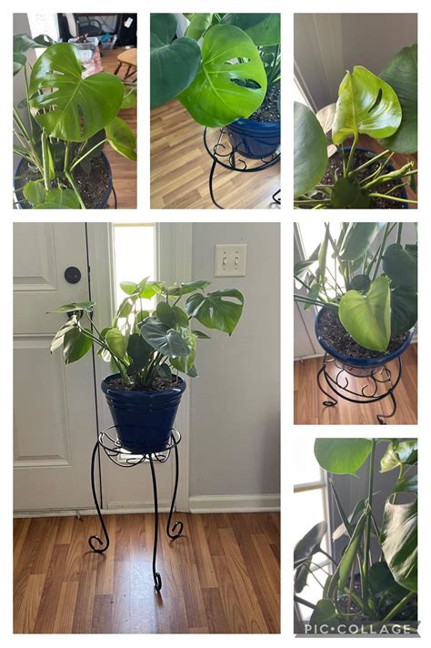 My Monstera Audrey Has Unfurled 4 Leaves This Past Week The Fifth