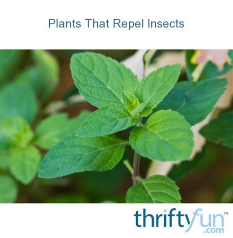 This is due in part to a combination of a bracing herbal aroma, and tough, fuzzy foliage. Plants That Repel Insects | ThriftyFun
