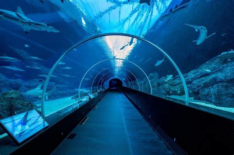 Tripadvisor Sea Aquarium Eintrittskarte Singapur Sentosa Island