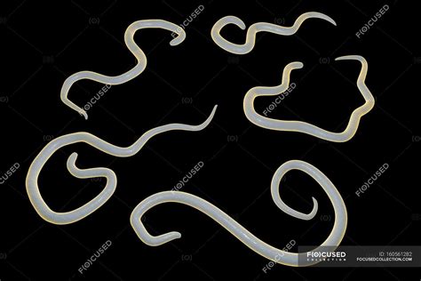 Dog Roundworm Parasite — Nematode Animal Stock Photo 160561282