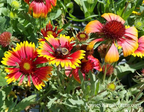 Flowers in july and august. Butterfly and Pollinator Garden Plants Southeast | Kinsey ...