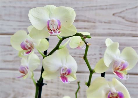 Double Stem Phalaenopsis Orchid Flowers By Ea