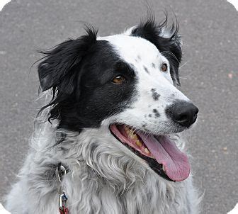 5 miles 10 miles 25 miles 50 miles 100 miles 200 miles 500 miles. Colorado Springs, CO - Border Collie. Meet Buddy a Pet for ...