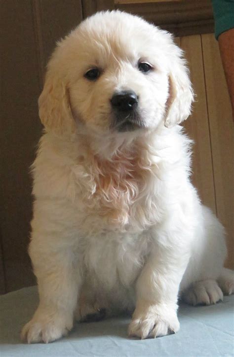 Golden Retriever Puppies For Sale Cary Nc 261940