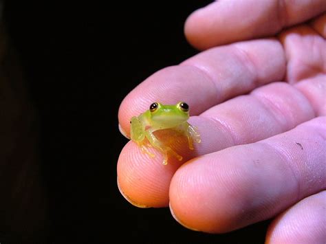 Pin By Pick N Roll On Animals I Love Them Glass Frog Cute Frogs