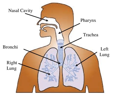 1 Human Airway Diagram Adapted From 62 Download Scientific Diagram