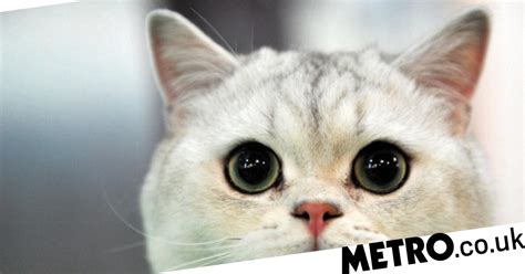 The team, at harbin veterinary research institute in china, found that cats are highly susceptible to. Coronavirus UK: Pet owners warned cats are 'highly ...