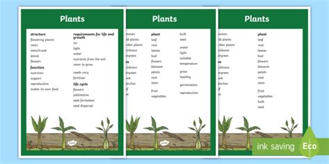 Year 3 Plants Scientific Vocabulary Poster Teacher Made