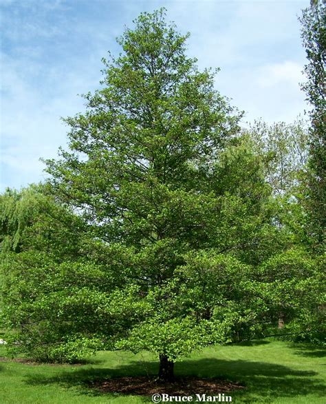European Black Alder Alnus Glutinosa North American Insects And Spiders