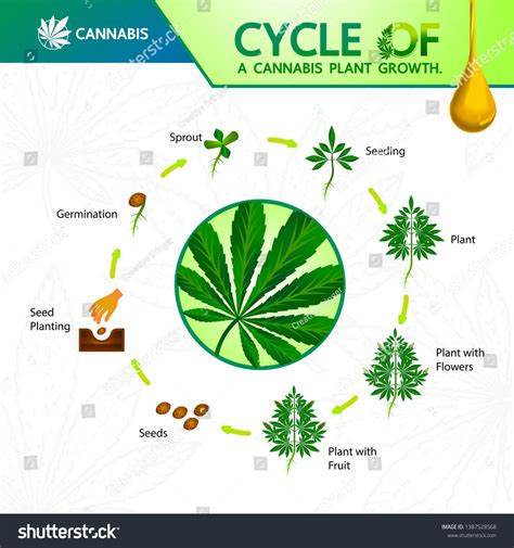 Cycle Cannabis Plant Growth Vector Illustration Stock Vector Royalty