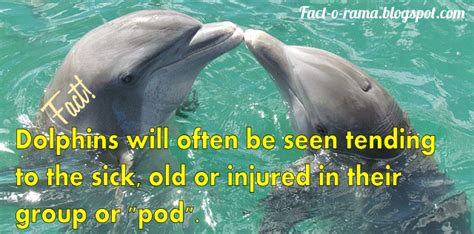 Dolphin Facts 10 Amazing Facts About Dolpins You Never Knew Fact O