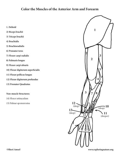 Anatomy of the moving body addresses that need with a simple yet complete study of the body's complex system of bones, muscles, and joints. Muscles of the Arm and Forearm (Anterior) - Coloring Page