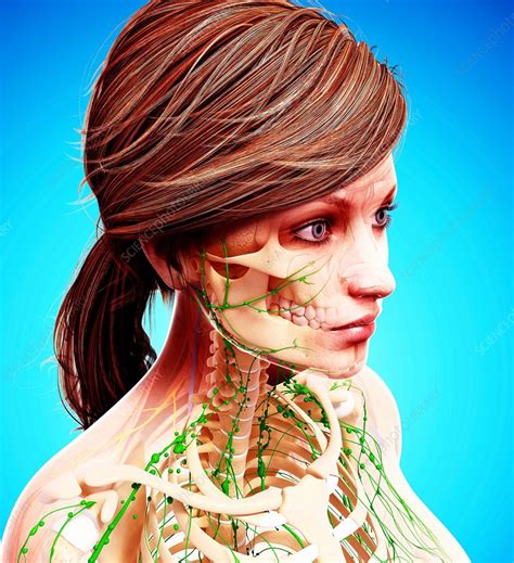 Female Lymphatic System Artwork Stock Image F0071558 Science