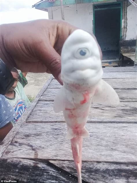 We did not find results for: Just a cyclops baby albino shark in pictures - Strange Sounds