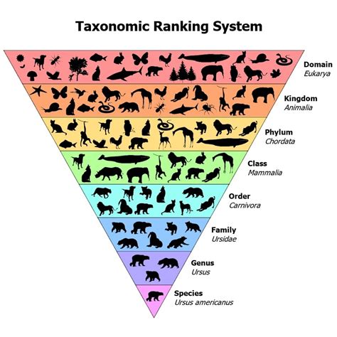 Hierarchy Of Biological Classification Taxonomy Poster 17x22 Laminated