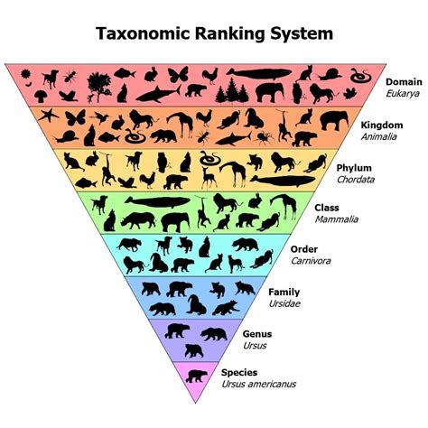 Phylogenetic Trees · Data Science Research In Biology Fall 2022