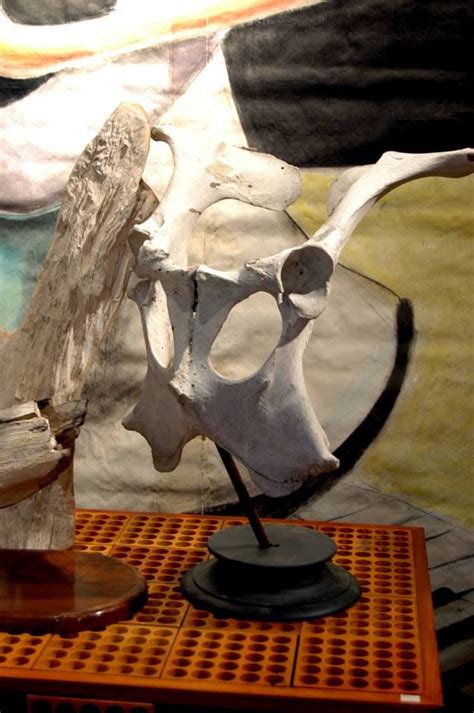 Bone Mask Day Of The Dead Skull Bone Art Mad Science Taxidermy