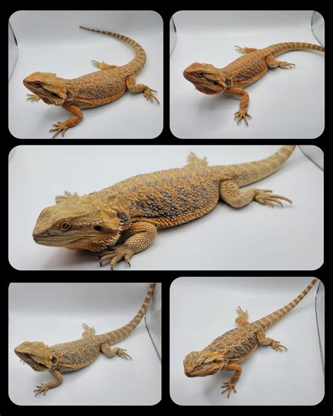Bearded Dragons Malefemale Central Bearded Dragon By Colliers