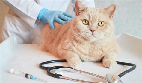 Lymphadenitis In Cats Petcoach
