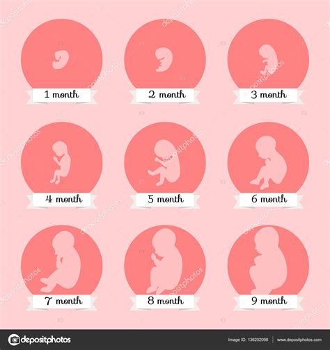 Desarrollo Embrionario Feto Humano Crecimiento Etapas De Embarazo