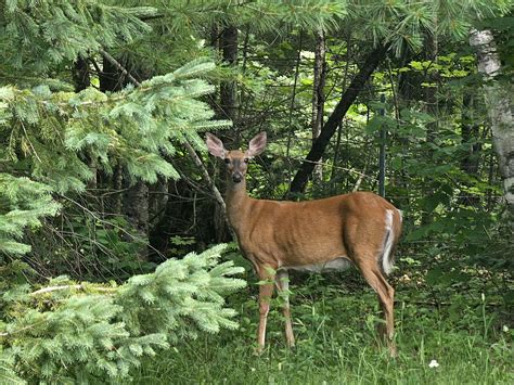 MDIFW purchases over 700 acres in Rangeley, creating new wildlife