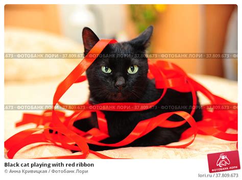 Black Cat Playing With Red Ribbon Стоковое фото № 37809673 фотограф