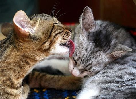 Grooming each other and playing together are both normal ways for bonded cats to interact, so i think you're just seeing their bond. How Do Cats Communicate With Each Other? (It's Complicated.)