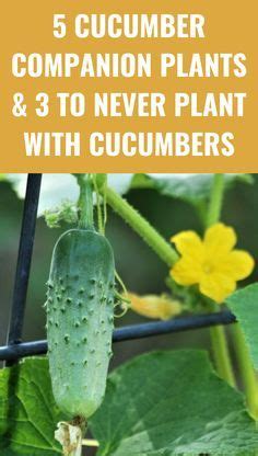 Cucumber Companion Plants To Never Plant With Cucumbers