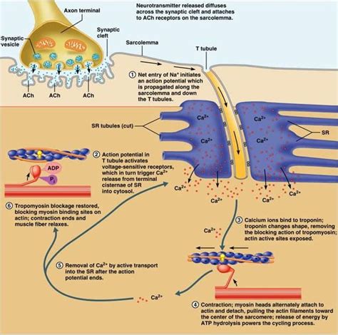 The 25+ best Muscle contraction ideas on Pinterest | Physiology