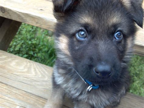 Location 836 n glendora ave, covina, ca 91724, usa. German shepherd 7 weeks blue eyes | German shepherd, Puppies, Animals