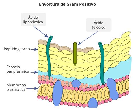 Diferenciando Bacterias Gram Positivo Y Gram Negativo Mediante
