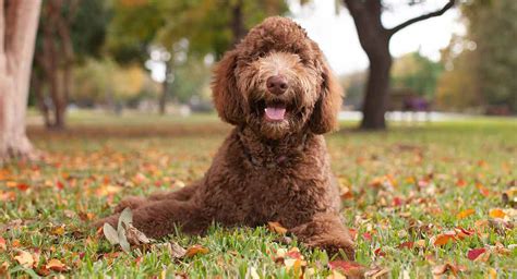 Labradoodle Dog Breed Information Center The Lab Poodle Mix Breed