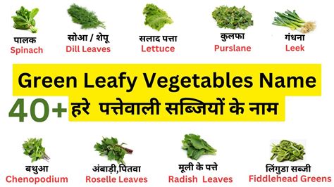 Green Leafy Vegetables Names In Hindi And English हरी पत्तेदार