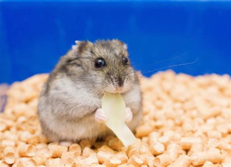 Exophthalmia Eye Bulging In Hamsters Petmd