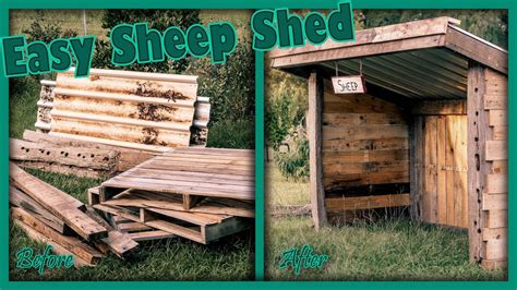 How To Build A Sheep Shelter Easy Animal Shed Livestock Shelter