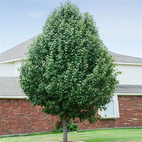 Cleveland Flowering Pear Trees For Sale