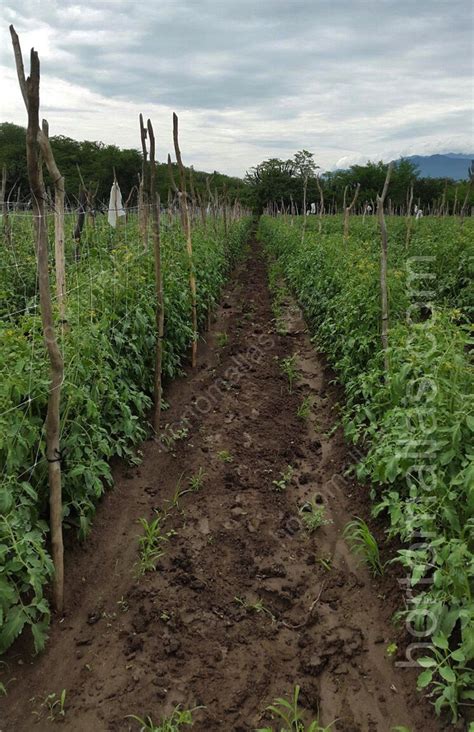 Entresurcos En Cultivo De Tomates En Campo Abierto Envarado Con Malla