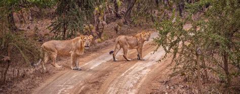 Visit Sasan Gir National Park For An Amazing Lion Safari