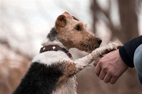 How To Stop Dogs From Pawing And Scratching People Pethelpful