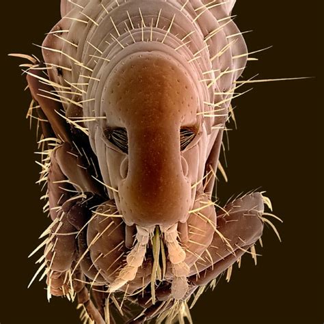 Creepy Crawlies Amazing Scanning Electron Microscope Pictures Of